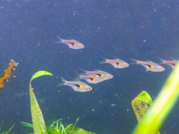 Glow Light Rasbora (Hengeli)