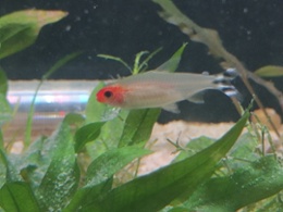 Rummynose Tetra