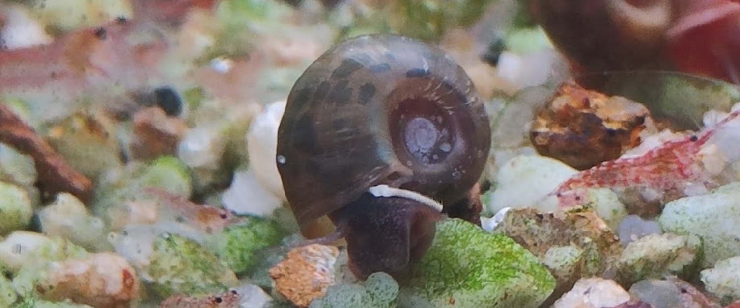 Snails