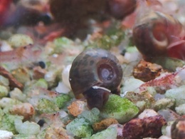 Ramshorn Snail