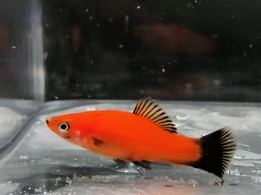 Red Swordtail Molly